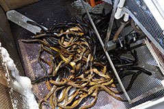 American eels killed by hydroelectric turbines