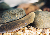 Adult Sea Lamprey on Rock