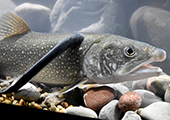 Parasitic sea lamprey attached to lake trout