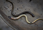 Sea Lamprey Larvae