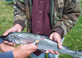 Salmon with Sea Lamprey Wound