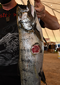 Sea lamprey wound on fish