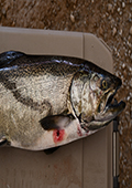 Salmon with Sea Lamprey Wound