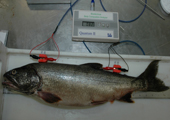 Fisheries Research