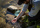 Sturgeon Release