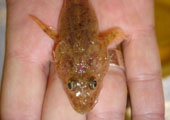 Sculpin from Lake Huron