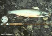 Arctic Char