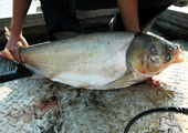 Silver Carp