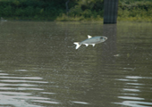 Flying Silver Carp