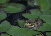 Frog on Lily Pads