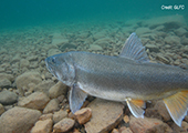 Lake Trout Underwater, Great Bear Lake 2